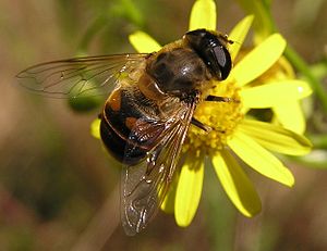 꽃등에(Eristalis tenax)