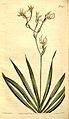 Freesia viridis in Curtis's Botanical Magazine, Volume 31: t. 1275, as Tritonia viridis