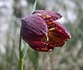 Fritillaria orientalis