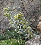 Artemisia eriantha