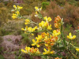 Flores de carqueja