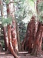 Giant sequoia