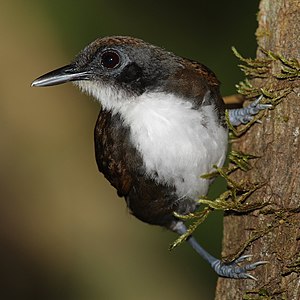 Bicolored antbird, by Mdf