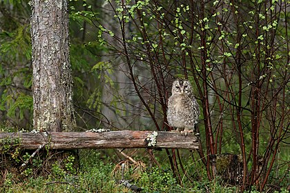 Filhote de coruja-dos-urais (Strix uralensis) no município rural estoniano de Albu. (definição 3 756 × 2 504)