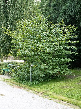 Hamamelis japonica