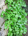 Climbing hydrangea