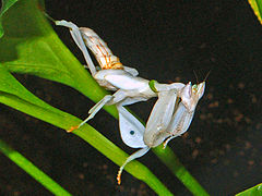 Late instar female