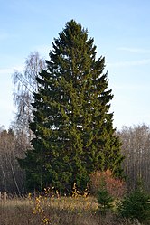 Picea abies