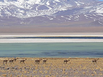 Guanacos au parc national Nevado de Tres Cruces, 2006