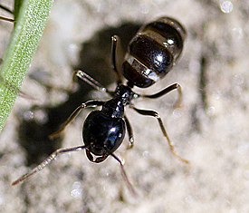 Рабочий муравей Lasius fuliginosus