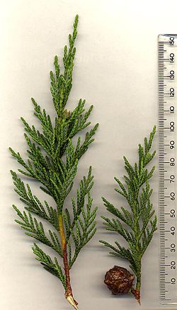 Cupressus × leylandii