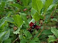 bearberry honeysuckle in fruit, Santa Fe Ski Area