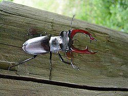 Lucanus cervus, macho