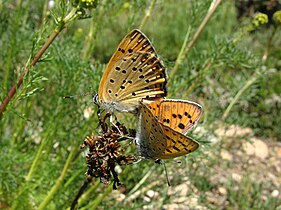 Mating