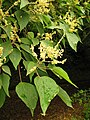 Male flowers