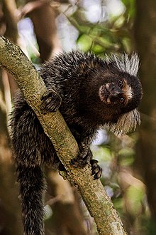 Black monkey on a branch