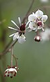 Brook saxifrage, Santa Fe Ski Basin