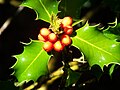 Acebo (Ilex aquifolium)