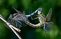 Image 30Sexual reproduction is nearly universal in animals, such as these dragonflies. (from Animal)