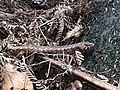 Chevron skink seen on Great Barrier Island