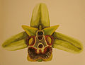 Une Ophrys, orchidée du sous-genre posidonia