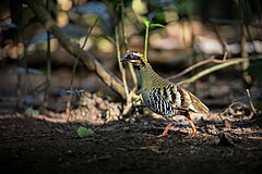 Description de l'image Orange-necked Partridge 0A2A0860.jpg.