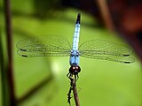 An adult male Palemouth has a pale blue tail with a black tip