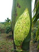 Inflorescence en bouton