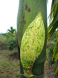 It had a single, dry leaf-thingy covering it, but not even touching it, which fell off when I touched it.