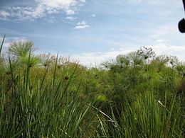 photo d'un marécage encombré de roseaux