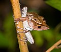 Polypedates colletti di Taman Nasional Bako