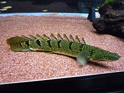 Polypterus delhezi