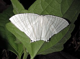 Mariposa Pseudomicronia. Lepidoptera Uraniidae da subfamília Microniinae.