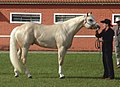 Cavalo, um perissodáctilo domesticado pelo Homem