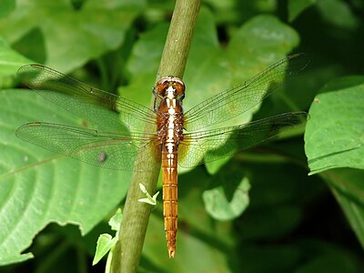 Rhodothemis rufa juvenile male