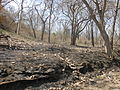 The effect forest fire that spread to Mudumalai destroying over 40 acres