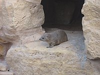 Rock hyrax