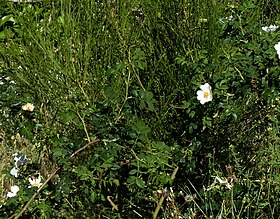 Rosa mandonii em floração, ilha da Madeira