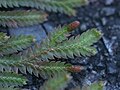 枝先の背面 背葉、腹葉の形と先端に無性芽