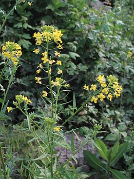 Гулявник Лёзеля (Sisymbrium loeselii)