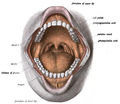 In the oral cavity, the alveolar processes are covered by gums.