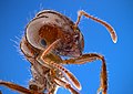 Image 17Closeup of a fire ant, showing fine sensory hairs on antennae (from Insect morphology)