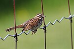 Sångsparv fotograferad Québec, Kanada