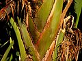 Strelitzia nicolai detail