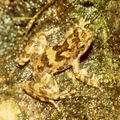 Image 29Eungella torrent frog Taudactylus eungellensis Myobatrachidae Australia (from Torrent frog)