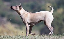 Femmina di Thai Ridgeback Dog di colore isabella (beige chiaro/biondo) che corre in campagna.