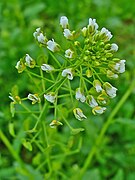 总状花序顶生，花白色