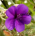 Tibouchina semidecandra