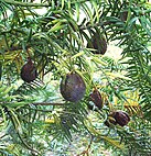 Seeds of Torreya taxifolia, the tree that the Torreya Guardians have vowed to save from extinction