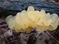 Tremella encephala